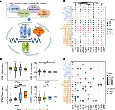 Comprehensive Analysis of Expression Regulation for RNA m6A Regulators With Clinical Significance in Human Cancers